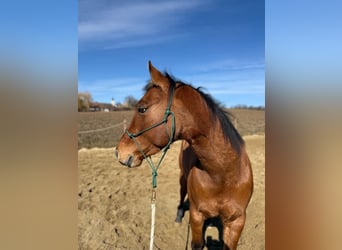 Paint Horse, Gelding, 6 years, 14,1 hh, Buckskin
