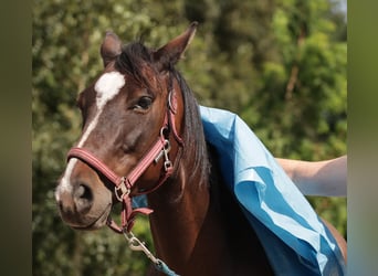 Paint Horse, Gelding, 6 years, 14,2 hh, Brown
