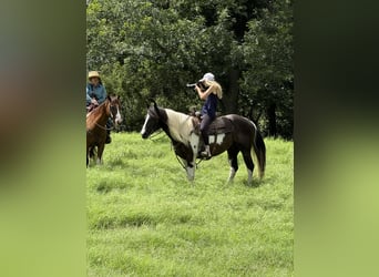 Paint Horse, Gelding, 6 years, 14,2 hh, Pinto