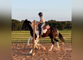 Paint Horse, Gelding, 6 years, 14,2 hh, Pinto