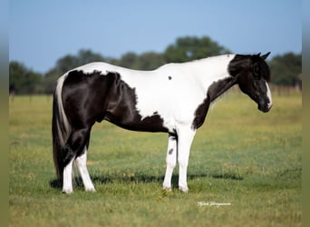 Paint Horse, Gelding, 6 years, 14,2 hh, Pinto