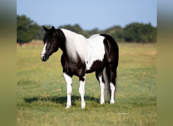 Paint Horse, Gelding, 6 years, 14,2 hh, Pinto