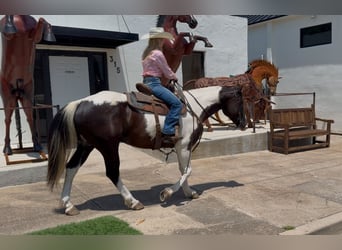 Paint Horse, Gelding, 6 years, 14,2 hh, Pinto