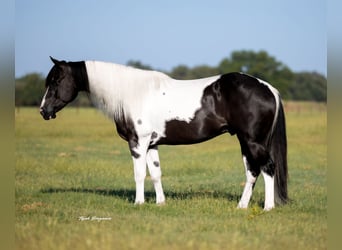 Paint Horse, Gelding, 6 years, 14,2 hh, Pinto