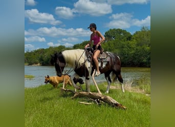 Paint Horse, Gelding, 6 years, 14,2 hh, Pinto