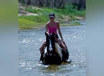 Paint Horse, Gelding, 6 years, 14,2 hh, Pinto