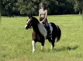 Paint Horse, Gelding, 6 years, 14,2 hh, Pinto