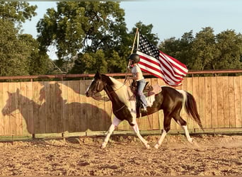 Paint Horse, Gelding, 6 years, 14,2 hh, Pinto