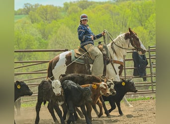 Paint Horse, Gelding, 6 years, 14,2 hh