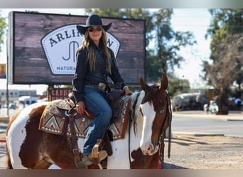 Paint Horse, Gelding, 6 years, 14,2 hh