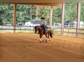 Paint Horse, Gelding, 6 years, 14,3 hh, Brown