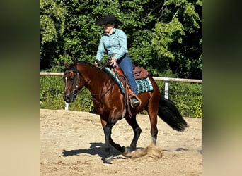 Paint Horse, Gelding, 6 years, 14,3 hh, Brown
