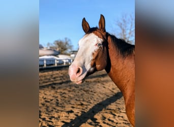 Paint Horse, Gelding, 6 years, 14,3 hh, Overo-all-colors