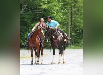 Paint Horse, Gelding, 6 years, 15.1 hh, Black