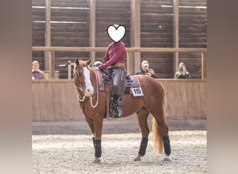 Paint Horse, Gelding, 6 years, 15.1 hh, Overo-all-colors