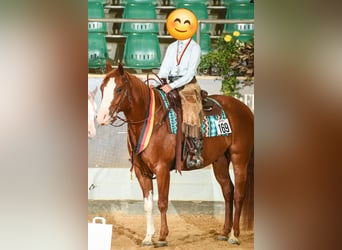 Paint Horse, Gelding, 6 years, 15.1 hh, Overo-all-colors