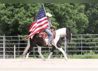 Paint Horse Mix, Gelding, 6 years, 15.1 hh, Pinto