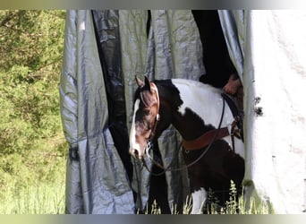 Paint Horse Mix, Gelding, 6 years, 15.1 hh, Pinto