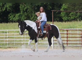 Paint Horse Mix, Gelding, 6 years, 15.1 hh, Pinto