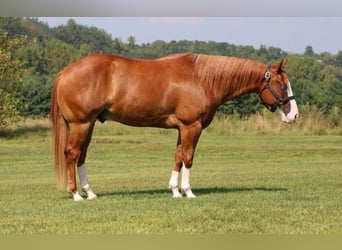 Paint Horse, Wallach, 6 Jahre, 15,1 hh, Rotfuchs