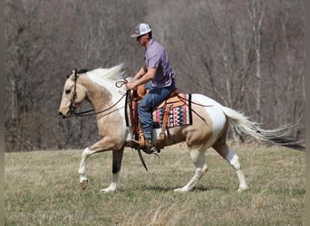 Paint Horse, Gelding, 6 years, 15.1 hh, Tobiano-all-colors