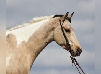 Paint Horse, Gelding, 6 years, 15.1 hh, Tobiano-all-colors