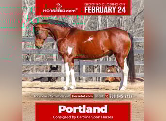 Paint Horse Mix, Gelding, 6 years, 15.1 hh