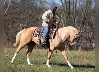 Paint Horse, Gelding, 6 years, 15.2 hh, Palomino