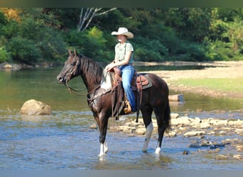 Paint Horse, Gelding, 6 years, 15.2 hh