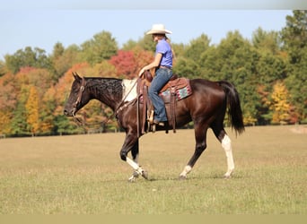 Paint Horse, Gelding, 6 years, 15.2 hh