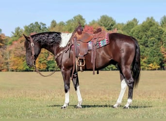 Paint Horse, Gelding, 6 years, 15.2 hh
