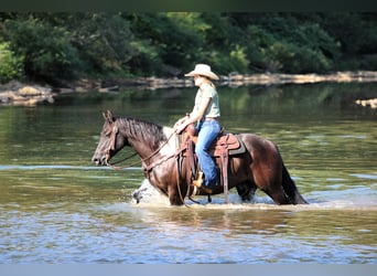 Paint Horse, Gelding, 6 years, 15.2 hh