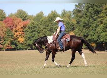 Paint Horse, Gelding, 6 years, 15.2 hh