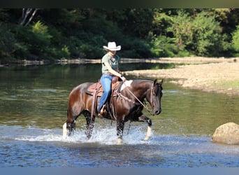 Paint Horse, Gelding, 6 years, 15.2 hh