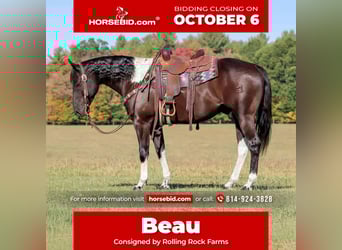 Paint Horse, Gelding, 6 years, 15.2 hh