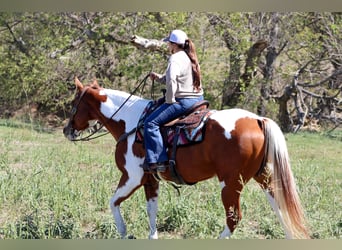 Paint Horse, Wallach, 6 Jahre, 15,3 hh, Schecke