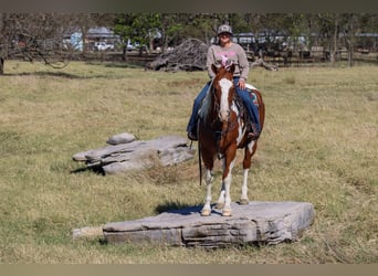 Paint Horse, Wallach, 6 Jahre, 15,3 hh, Schecke