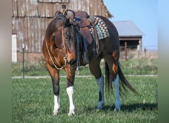 Paint Horse, Gelding, 6 years, 15 hh, Bay