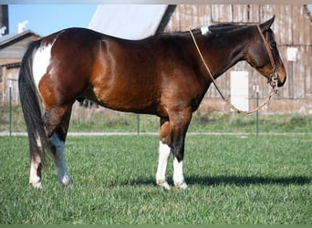 Paint Horse, Gelding, 6 years, 15 hh, Bay