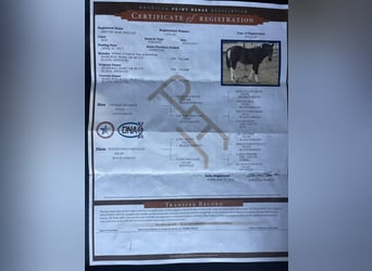 Paint Horse, Gelding, 6 years, 15 hh, Bay