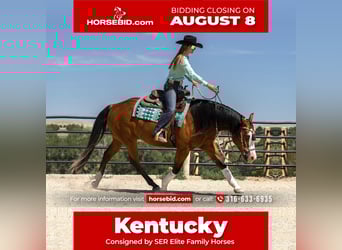 Paint Horse, Gelding, 6 years, 15 hh, Bay