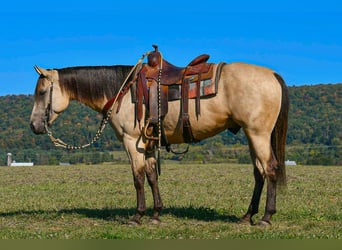 Paint Horse, Gelding, 6 years, 15 hh, Buckskin