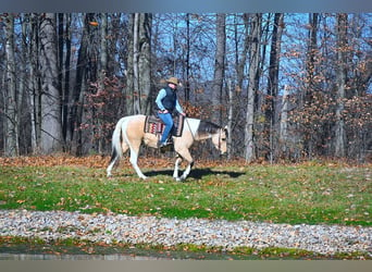Paint Horse, Gelding, 6 years, 15 hh, Buckskin