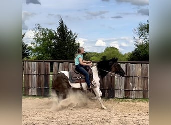 Paint Horse, Gelding, 6 years, 15 hh, Grullo