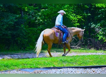 Paint Horse, Gelding, 6 years, 15 hh, Palomino