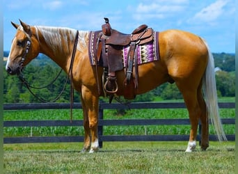 Paint Horse, Gelding, 6 years, 15 hh, Palomino