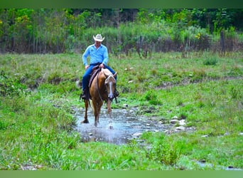 Paint Horse, Gelding, 6 years, 15 hh, Palomino