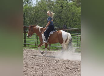 Paint Horse, Gelding, 6 years, 15 hh, Pinto