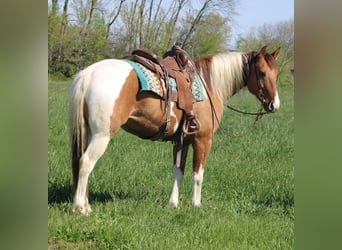 Paint Horse, Gelding, 6 years, 15 hh, Pinto
