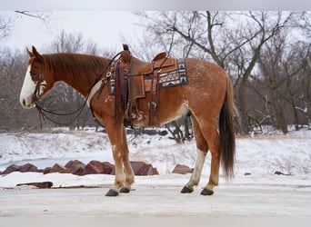 Paint Horse, Gelding, 6 years, 15 hh, Roan-Red